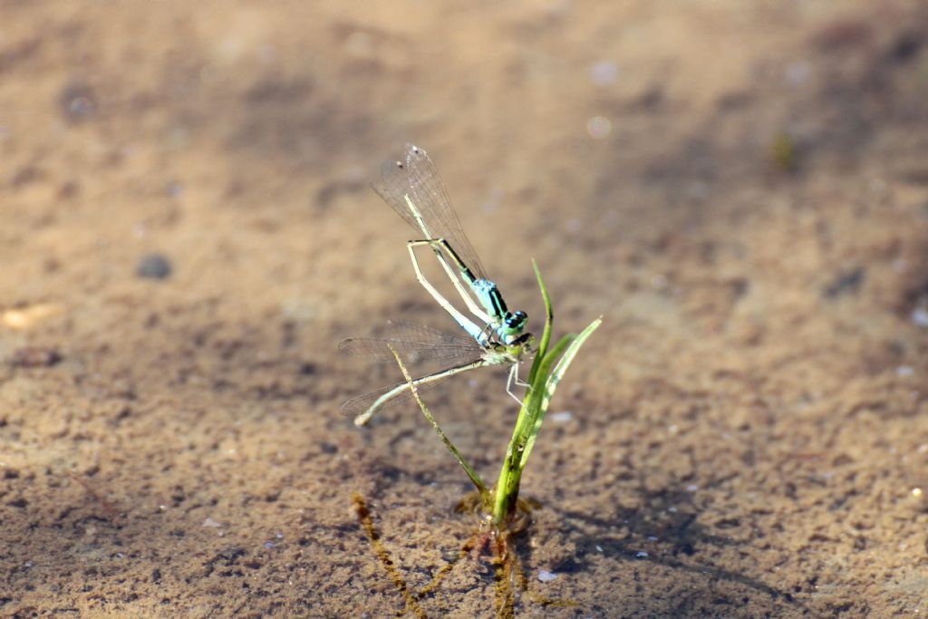 Non so se � frequente ... Ischnura pumilio femmina ...